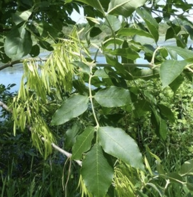 <p><em>Fraxinus pennsylvanica</em></p><p>Olecaceae</p>