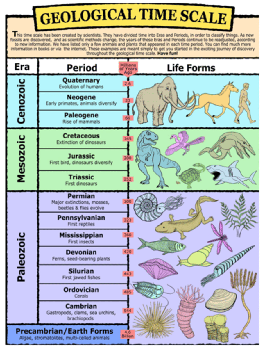 <p>Pretty Polly Makes Cookies<br><br>Precambrian, Paleozoic, Mesozoic, Cenozoic</p>