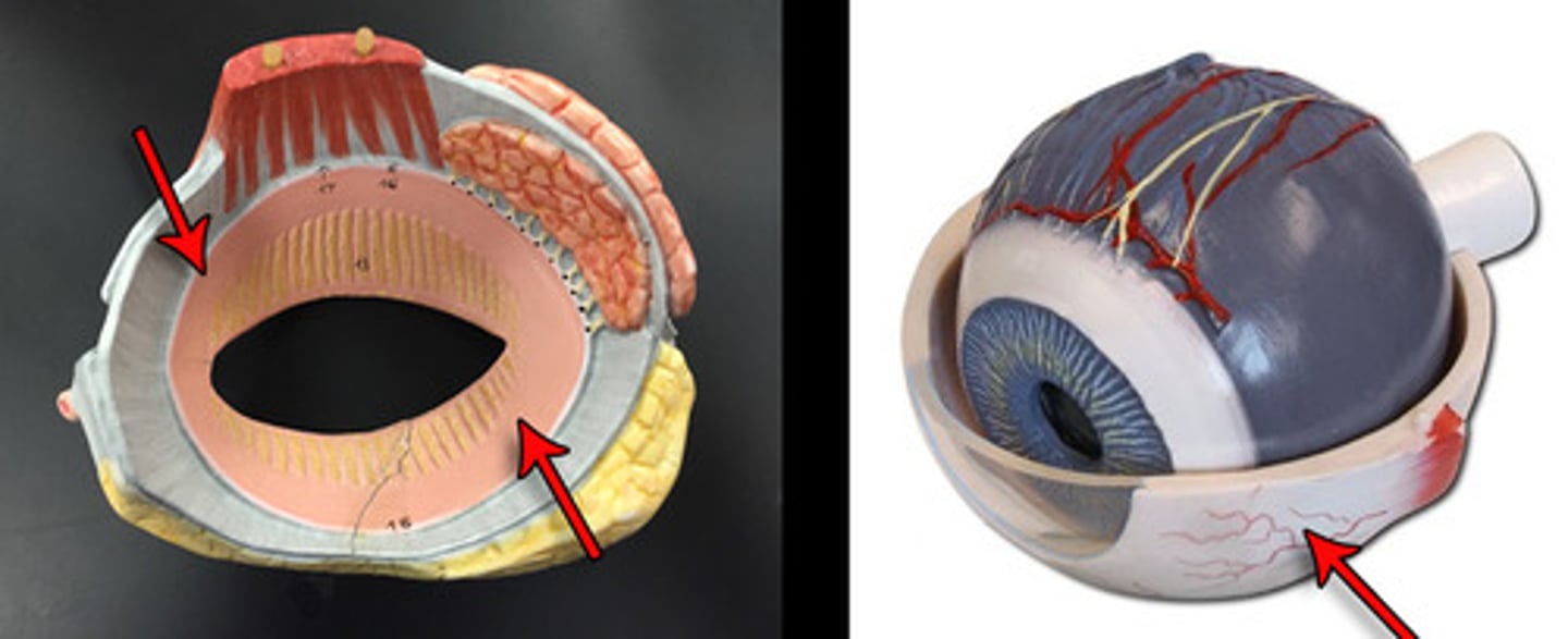 <p>Identify the Structure the 2 red arrows on the Left are pointing at.</p>