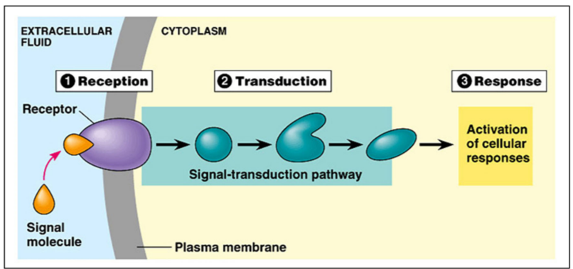 <p>Outline the main stages of cell signaling </p>