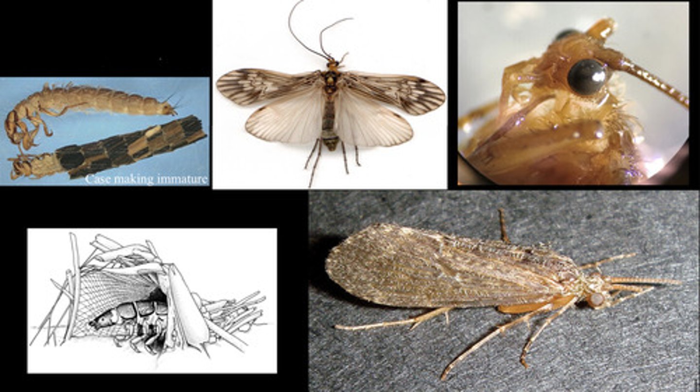 <p>- four membranous wings which are very hairy and have scales</p><p>- wings held tent-like over body</p><p>- antennae long and slender, filiform</p><p>- chewing mouthpart</p>