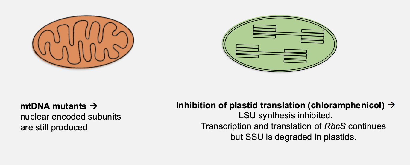 <ol><li><p>Protein synthesis inhibitors in vivo</p></li><li><p>Antisense RNA inhibition of S unit synthesis in transgenic plants</p></li></ol><p><em>i.e→ there is coordination but it is not tight!</em></p>
