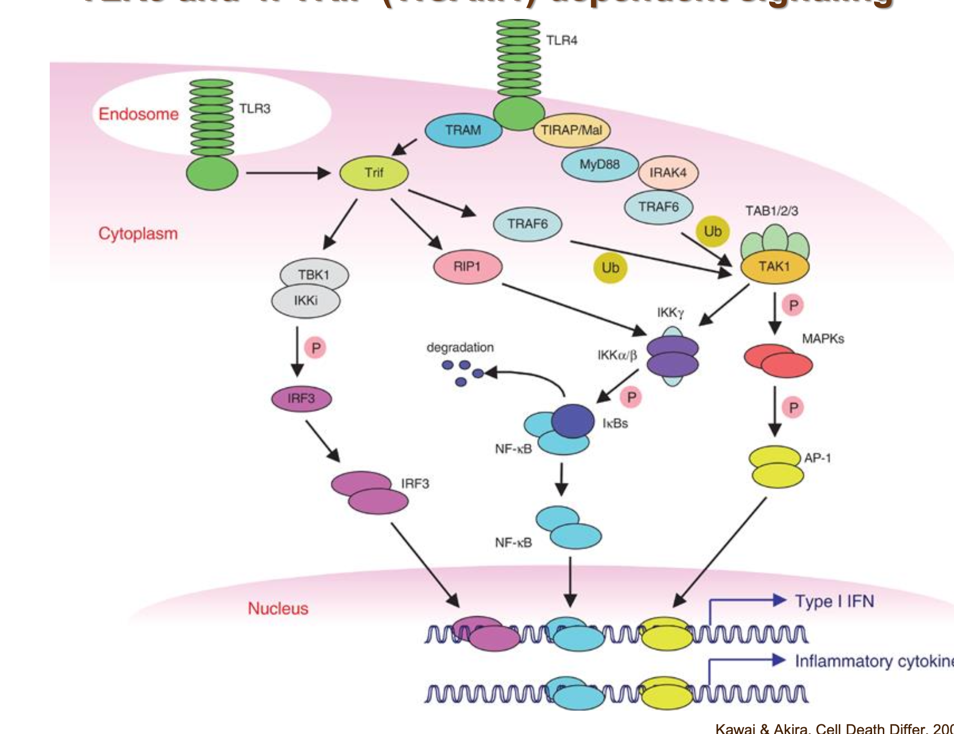 <p>Activation of TLR 3 leads to the activation of TRIF. TRIF then activates other signalling molecules such as TRAF6, this will ubiquitinate TAK1 to activate it which will activate IKK and MAPK. Leading to the translocation of transcription factors like NFkB which will lead to the expression of cytokines</p>