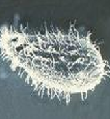<p>Locomotion of protozoa</p>