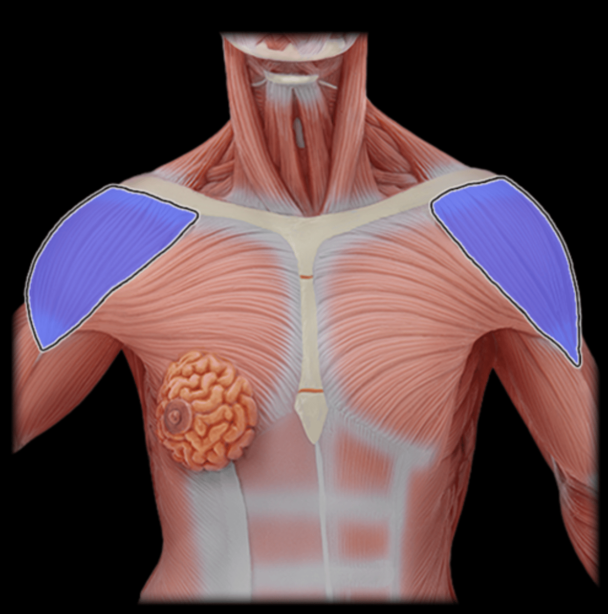 <p>What Muscle Is Highlighted?</p>