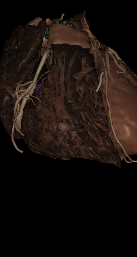 <p>Name the structure highlighted </p>