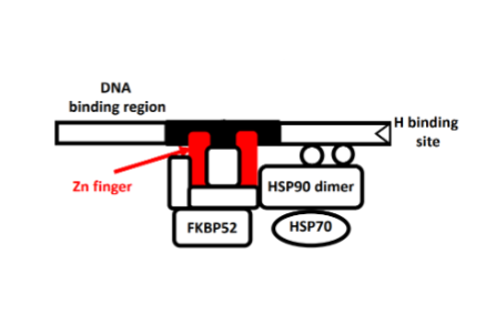 <ul><li><p><span><strong>• Cytosolic Receptor</strong></span></p></li><li><p><span><strong>• Ligand-activated transcription factor</strong></span></p></li><li><p><span>• Expressed in <strong>almost all cells</strong></span></p></li><li><p><span>• Inactive State</span></p></li><li><p><span>• In a complex with <strong>HSP90 (dimer 1), HSP70(dimer 2), and FKBP52 (a regulator protein)</strong></span><br><span>• Altogether called the<strong> ‘chaperone complex’</strong></span><strong><br></strong><span><strong>• Chaperone complex covers Zinc Fingers</strong></span></p></li></ul><p></p>