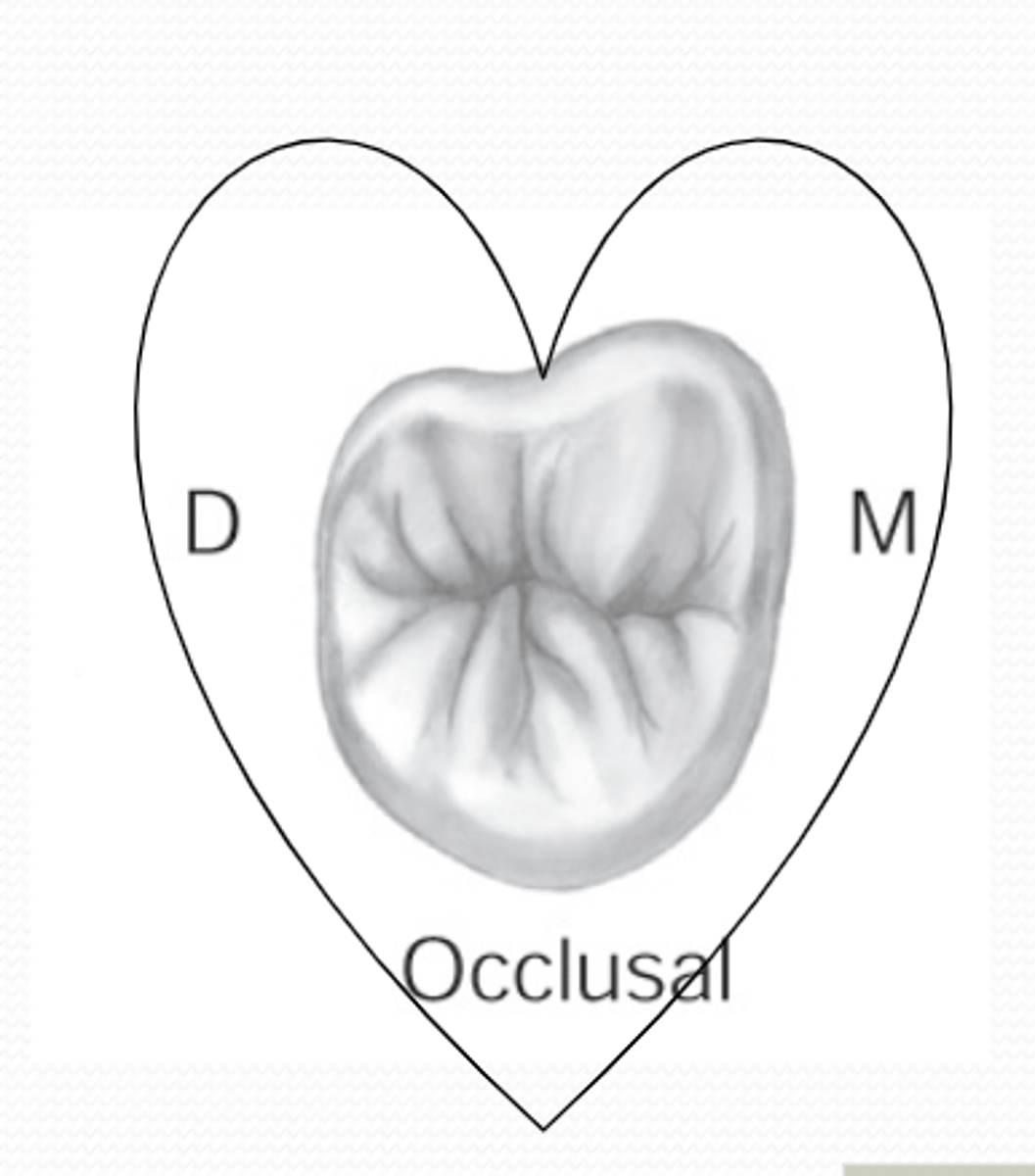 <p>greatest variation</p><p>usually the smallest of the maxillary molars</p><p>more supplemental grooves = more wrinkled appearance on occlusal</p><p>occlusal is more wrinkled</p>