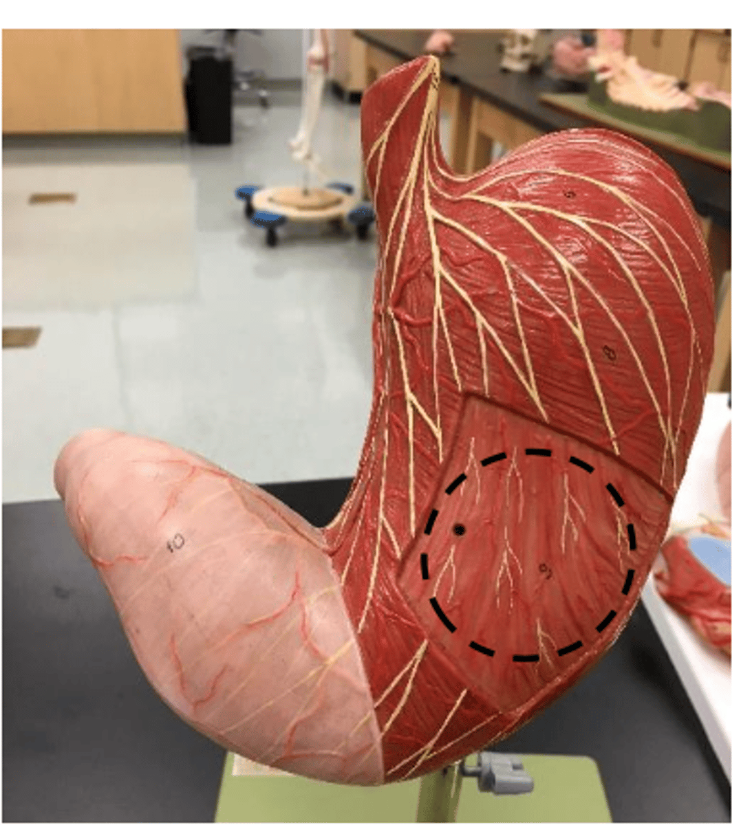 knowt flashcard image