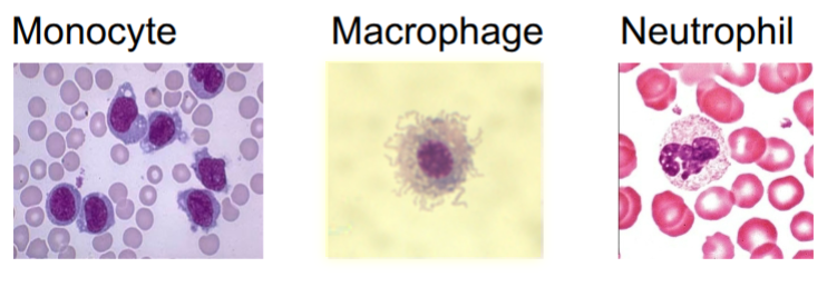 <p>monocyte - only in blood stream, then becomes a macrophagein tissue</p><p>macrophages - function by ingesting and killing microorganisms</p><p>neutrophils - phagocyctic and degranulate</p><p>mast cells/ basophils/ eosinophils</p>