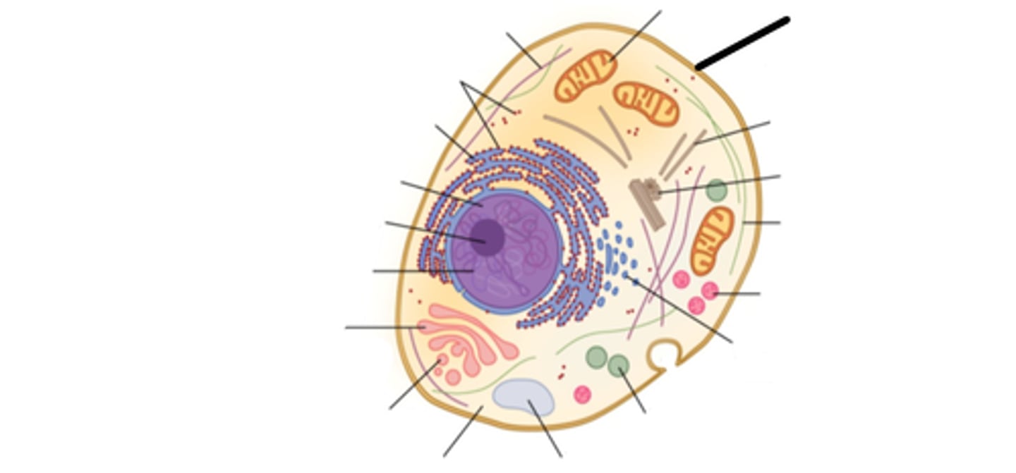 <p>This surrounds the cell and controls what materials can enter and leave the cell.</p>