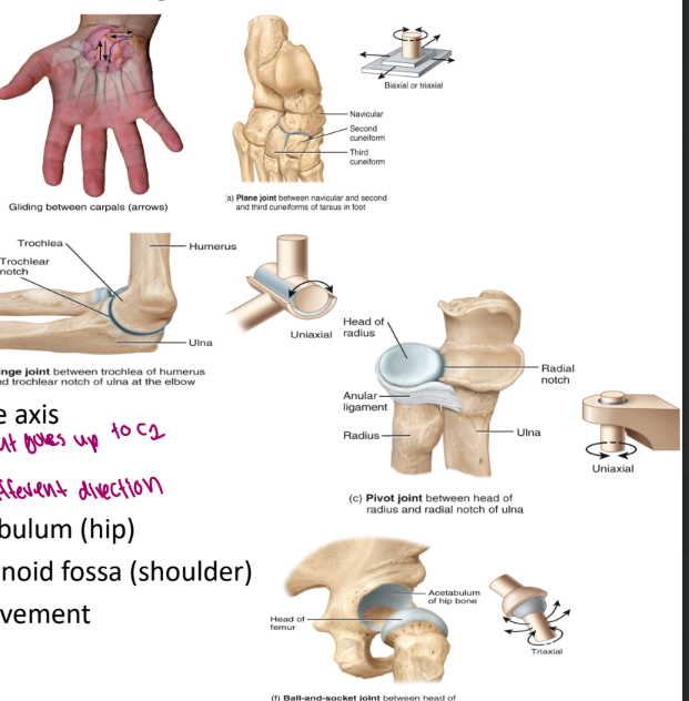 <ul><li><p>grouped according to the shape of articulating bones</p></li></ul><ol><li><p>gliding (plane)</p><ul><li><p>flat surfaces</p></li><li><p>ex. sacroiliac joint</p></li></ul></li><li><p>hinge</p><ul><li><p>concave and convex surface</p></li><li><p>ex. elbow, knee</p></li><li><p>ligament and cartilage</p></li></ul></li><li><p>pivot</p><ul><li><p>ex. odontoid process of the axis</p></li><li><p>ability to pivot</p></li><li><p>on the axis of C2 that goes up to C1</p></li></ul></li><li><p>ball and socket</p><ul><li><p>head of femur and the acetabulum (hip)</p></li><li><p>head of the humerus and the glenoid fossa (shoulder)</p></li><li><p>allows for a large freedom of movement</p></li><li><p>can move a lot in different directions</p></li></ul></li></ol><p></p>