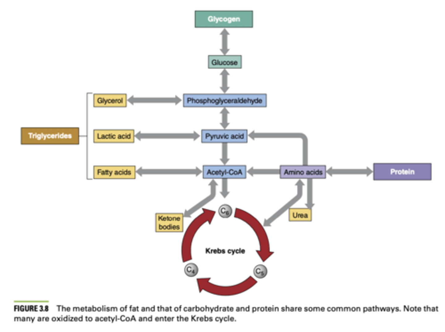 <p>- Triglycerides in fat cells broken down into free fatty acids and glycerol</p><p>- Fatty acids enter mitochondria and undergo beta oxidation - breaks down fatty acids</p><p>into Acetyl CoA and protons (H+)</p><p>- Acetyl CoA enters Kreb's cycle and H+ enter ETC</p><p>- Depending on the length of the carbon chain, one fatty acid molecule can supply</p><p>hundreds of ATP - slow process but has the greatest ATP production capacity of any energy source</p>