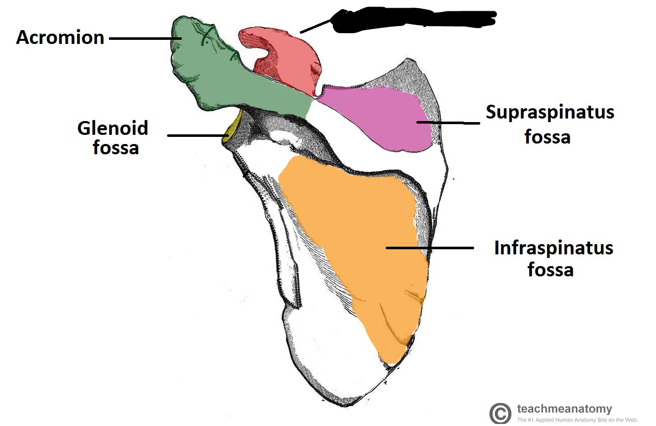 <p>coracoid process</p>