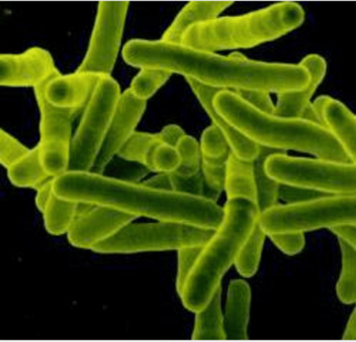 <p>I am a single-celled bacteria.</p><p>My cell wall contains peptidoglycan.</p><p>I am unicellular.</p><p>I am heterotrophic but some of my kin can make their own food.</p>