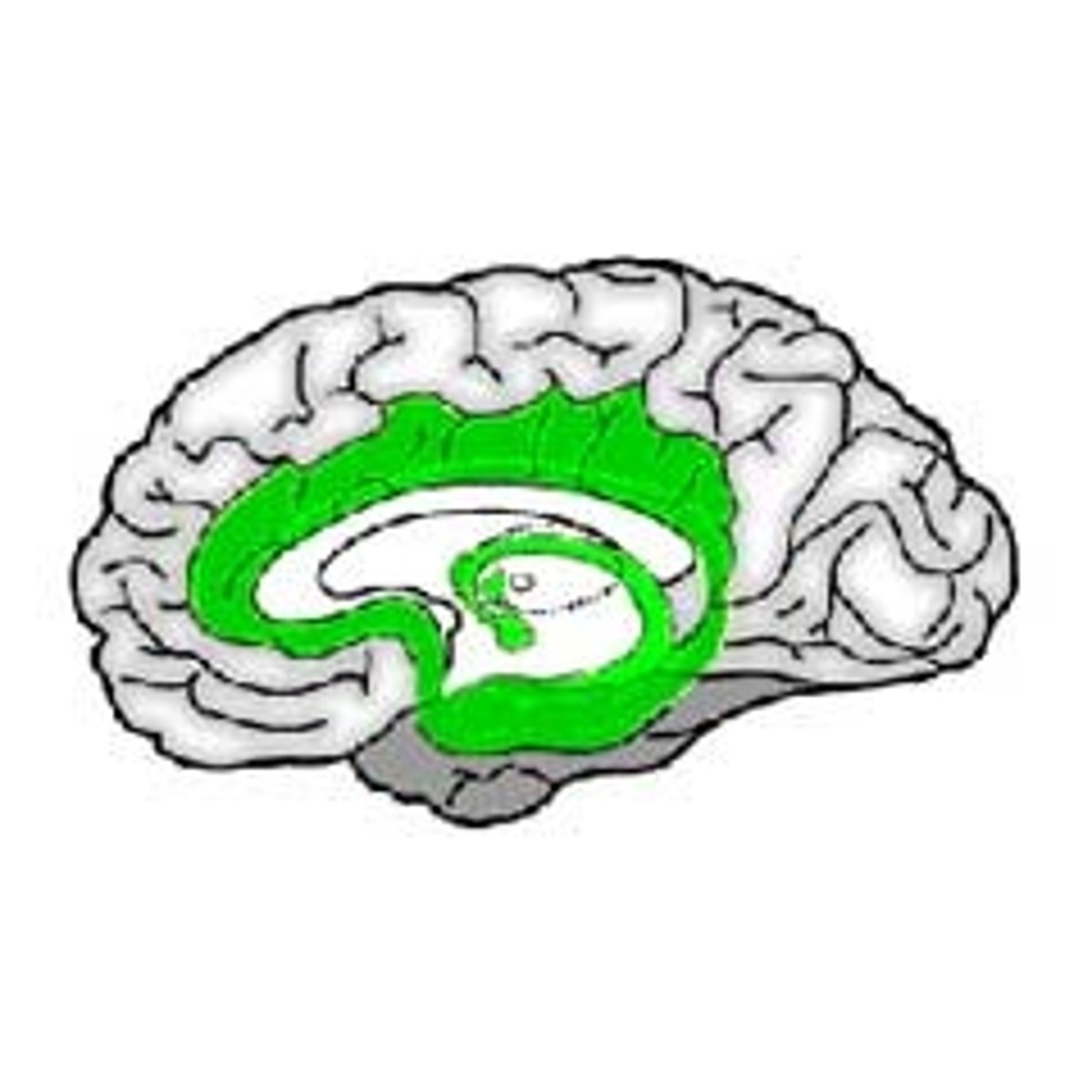 <p>a group of structures located beneath the cerebral cortex that are involved in regulating emotions and motivated behaviors</p>