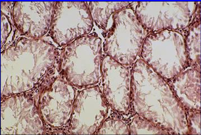 <p>Identify the structure:</p><p>Specie:</p>