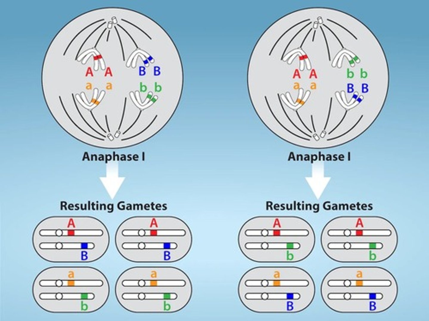 <p>The stage in meiosis I where microtubules pull tetrads apart and chiasmata are broken, but sister chromatids remain attached at the centromere.</p>