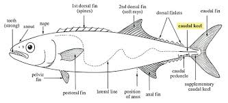 <p>series of small doesal and anal finlets w/ a paried keel at the caudal fin </p>