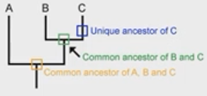 <p>1) ABC share a common ancestor</p><p>2) BC share the MRCA </p>
