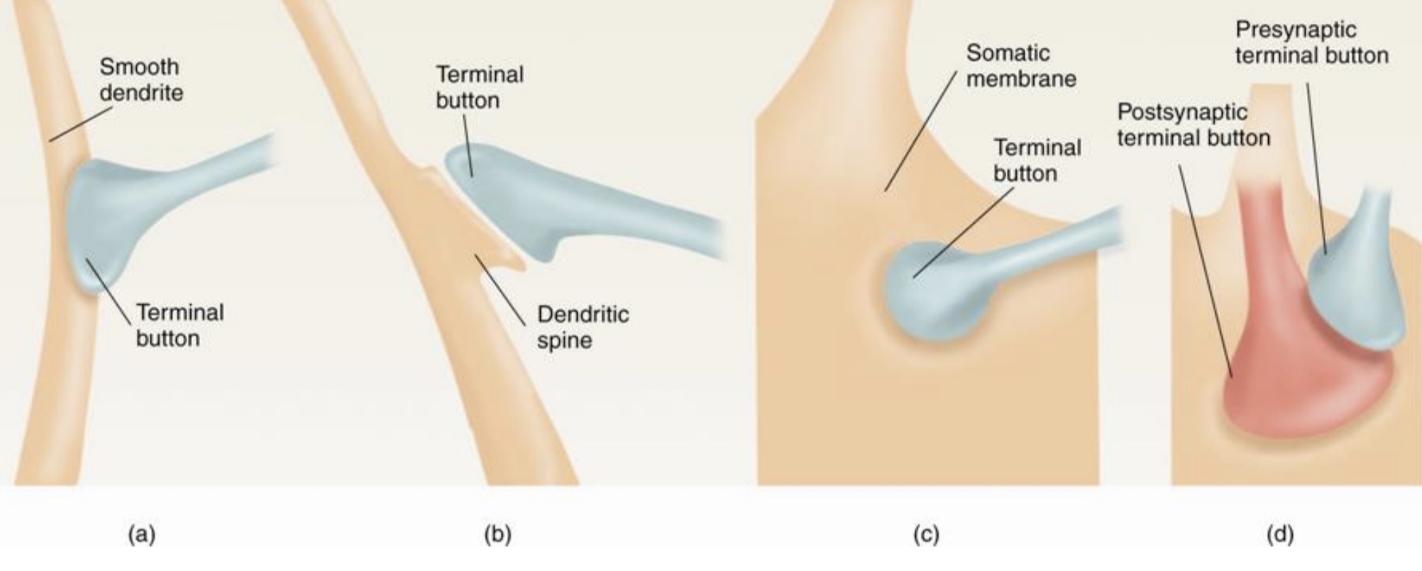 Dendritic spine, somatic membrane, postsynaptic terminal button