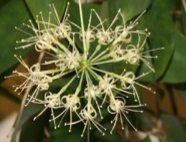 <p>type of inflorescence and plant name</p>