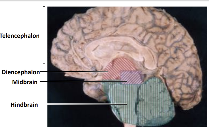 <ul><li><p>Cerebellum</p></li><li><p>Pons</p></li><li><p>Medulla Oblongata</p></li></ul><p></p>