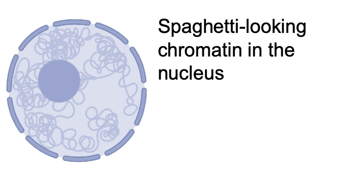 <p><span>loosely grouped DNA – how it appears in the nucleus when the cell is not dividing</span></p>
