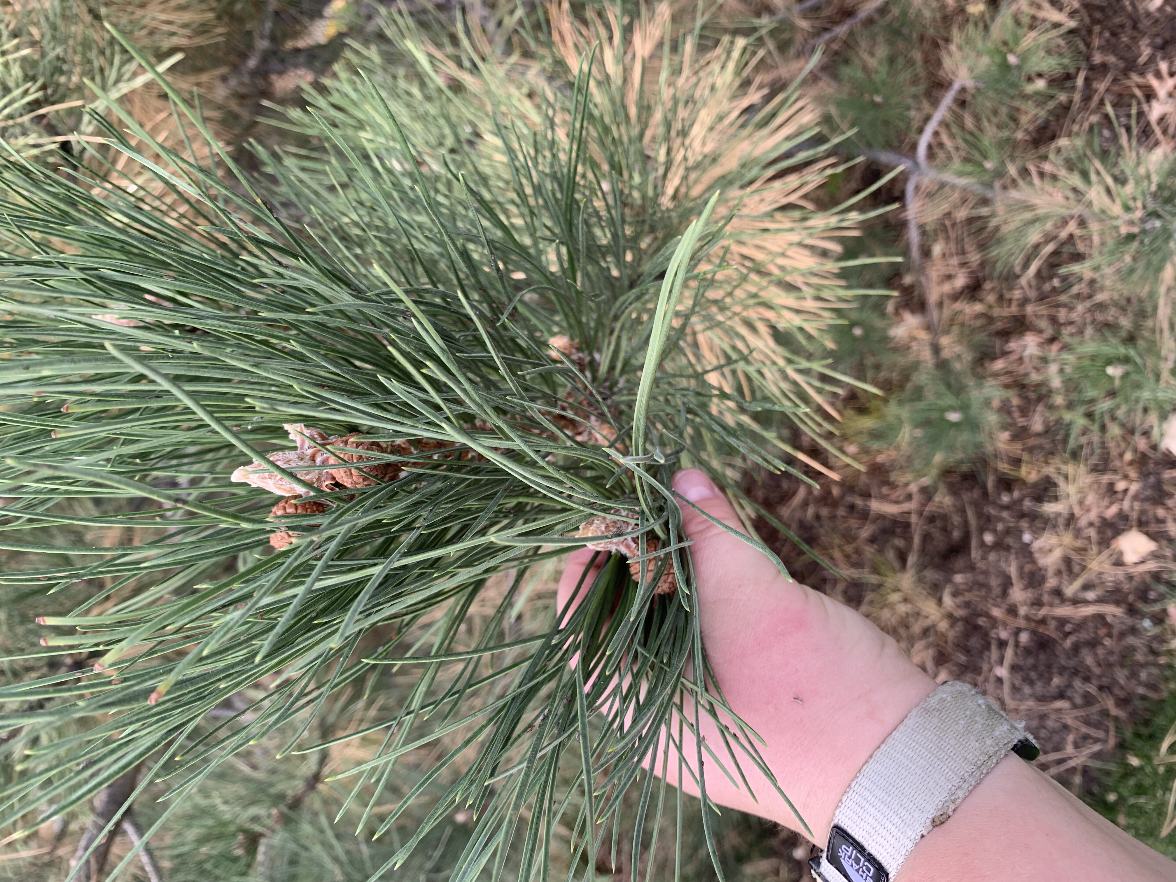 <p>zone 4</p><p>60’x40’</p><p>stiff long needles with whitish buds, bark furrows are black</p><p>large background</p>