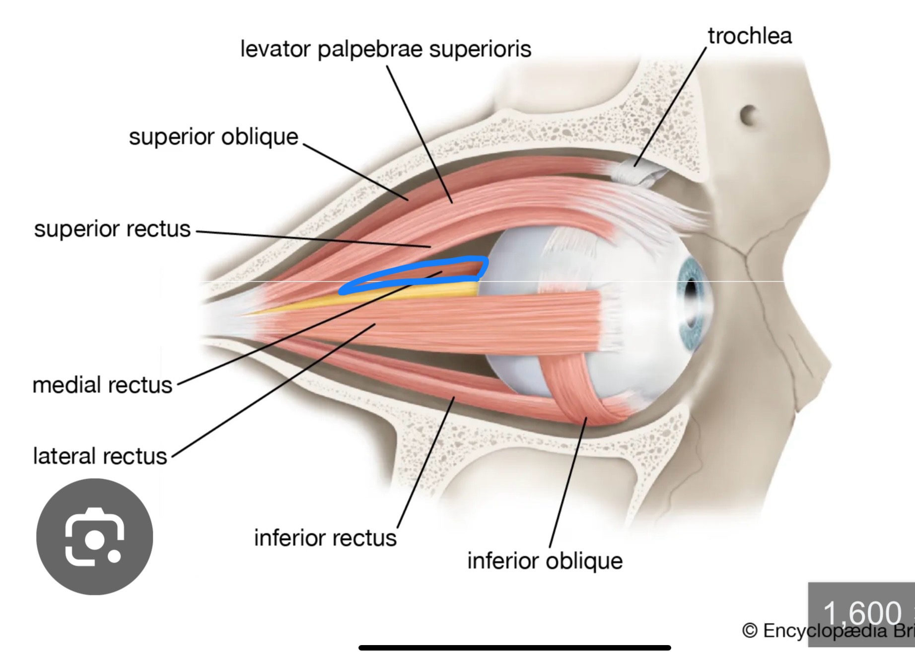 <p>What structure is this?</p>
