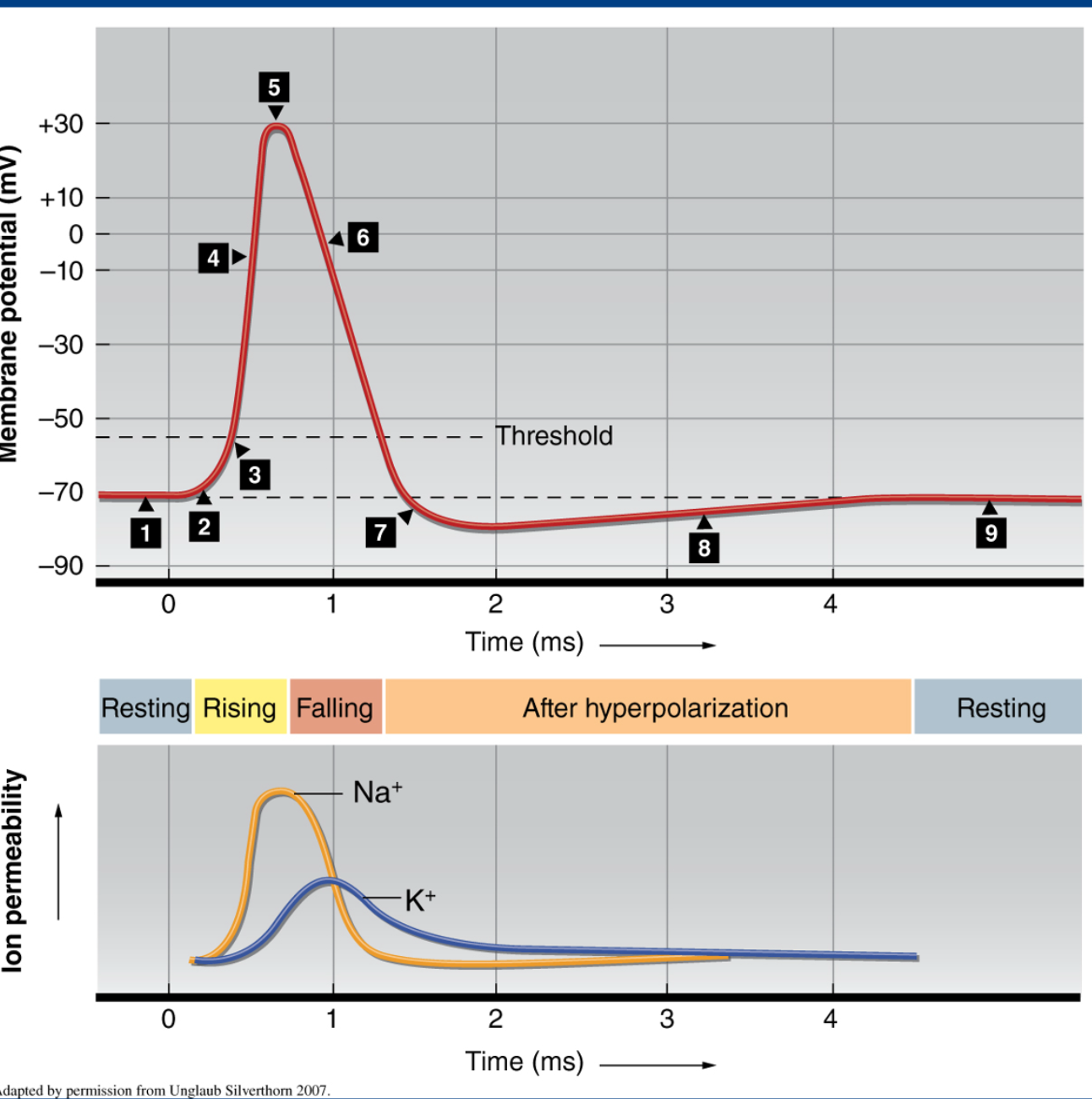 <p>Action Potential graph: explain 1-7 and why it is in concert with the below graph. (i will ask her about some of the intricacies of this graph as well.)</p>