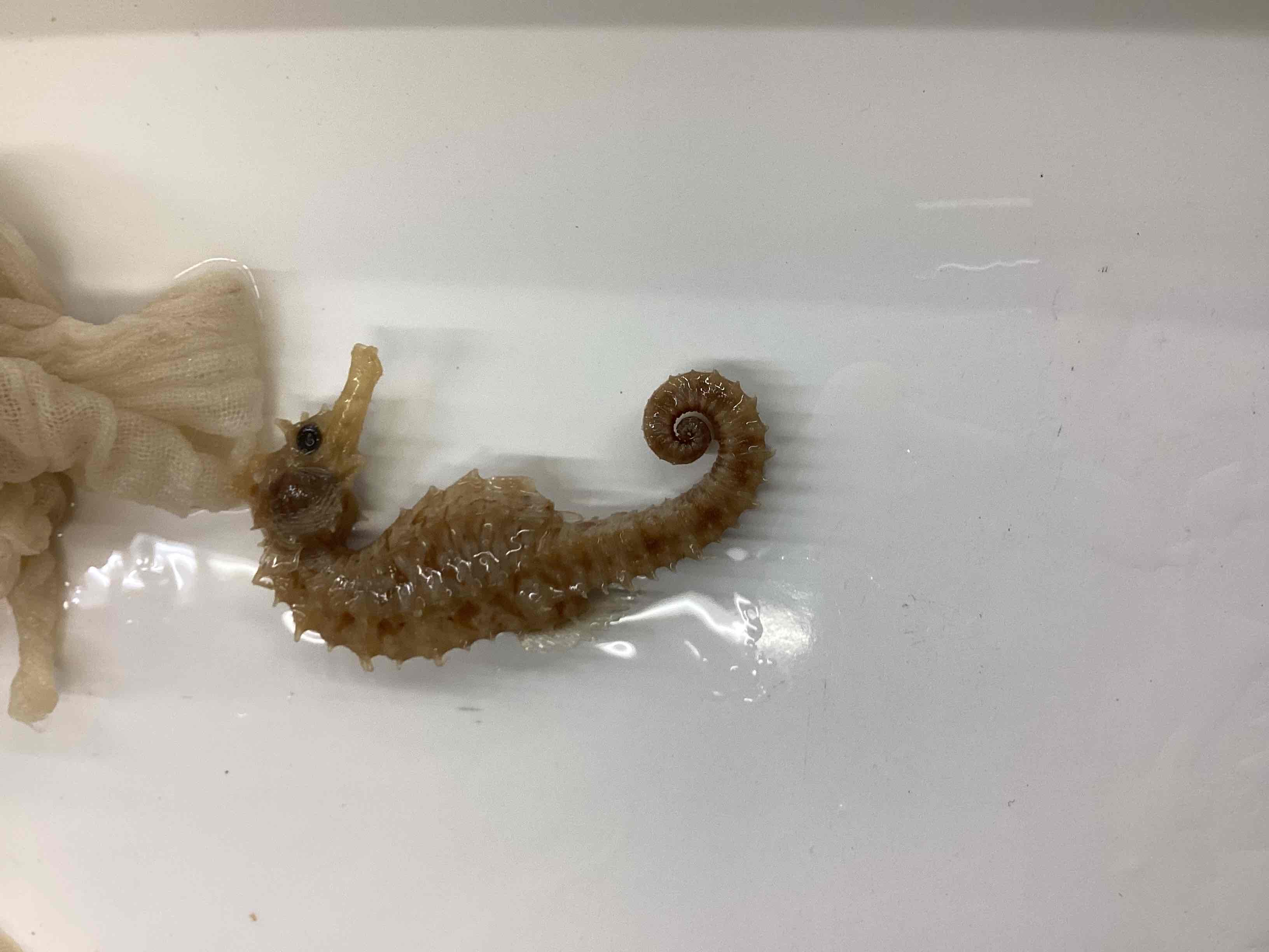 <p>Lined seahorse</p>