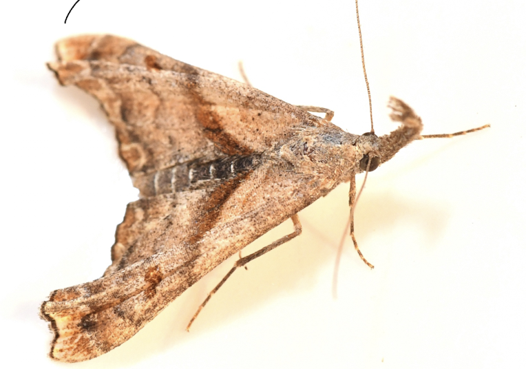 <p>many have disrupted outlines to look like dead leaves</p>