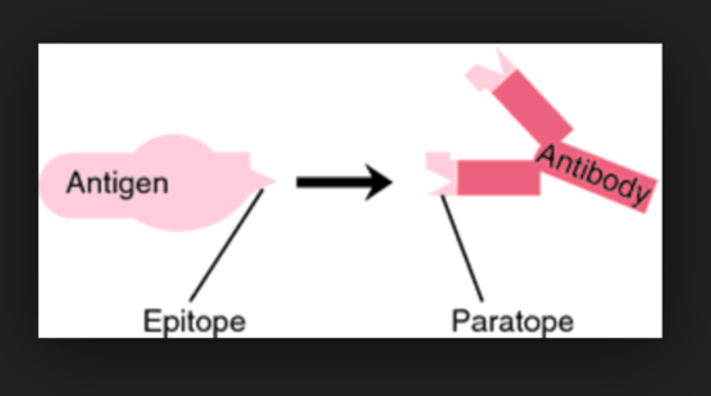 <p>part of the antibody that binds to the antigen</p>