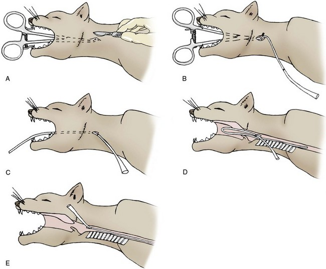 <ol><li><p>Measure feeding tube from insertion point (mid cervical region) to level of 7th-8th ICS and mark it</p></li><li><p>Enlarge/make lateral opening/cut end of tube at oblique angle to encourage smoother flow of blended diet</p></li><li><p>Place curved tip of Rochester-Carmalt forceps through oral cavity into the oesophagus to the level of the left mid-cervical region (half way between mandible and shoulder)</p></li><li><p>Palpate the tip through the cervical skin, make a small incision and push forceps through oesophageal wall, sub cut and skin</p></li><li><p>Grab tube with forceps and pull out through the oral cavity</p></li><li><p>Redirect tube into the oesophagus, confirming placement by location of premarked area</p></li><li><p>Secure the tube to the cervical skin with a Chinese finger trap suture, loosely bandage the area and cap the end of the tube</p></li></ol><p></p>
