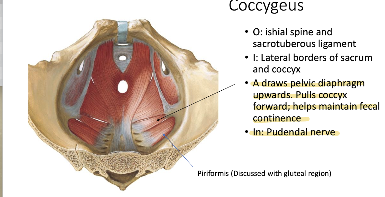 <p>Draws pelvic diaphragm upwards; pulls coccyx forward; helps maintain fecal continence.</p>