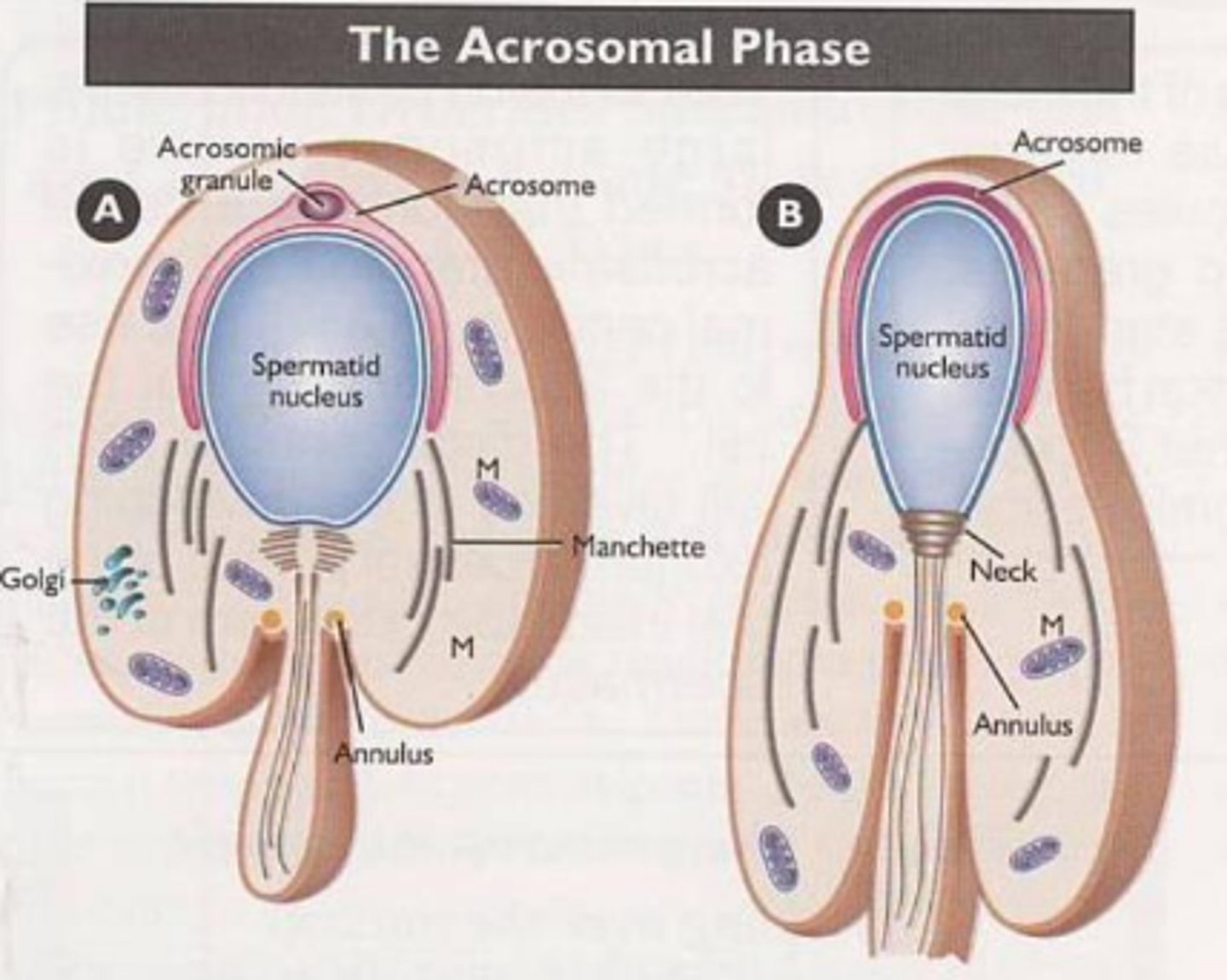 <p>acrosome spread across nucleus and eventually forms neck filled with proteinsq</p>