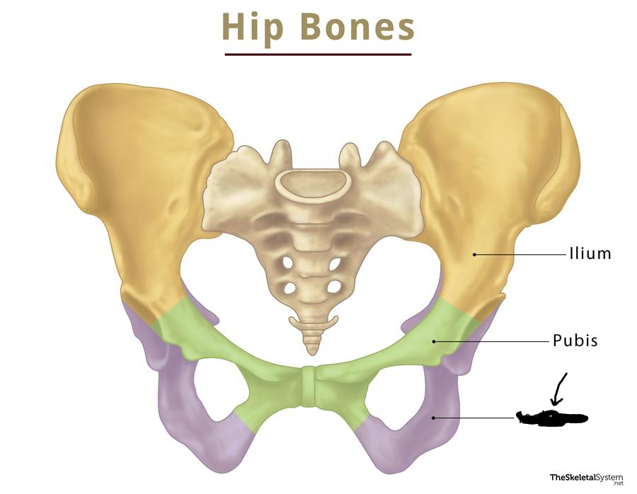 <p>what is this part of the pelvis?</p>