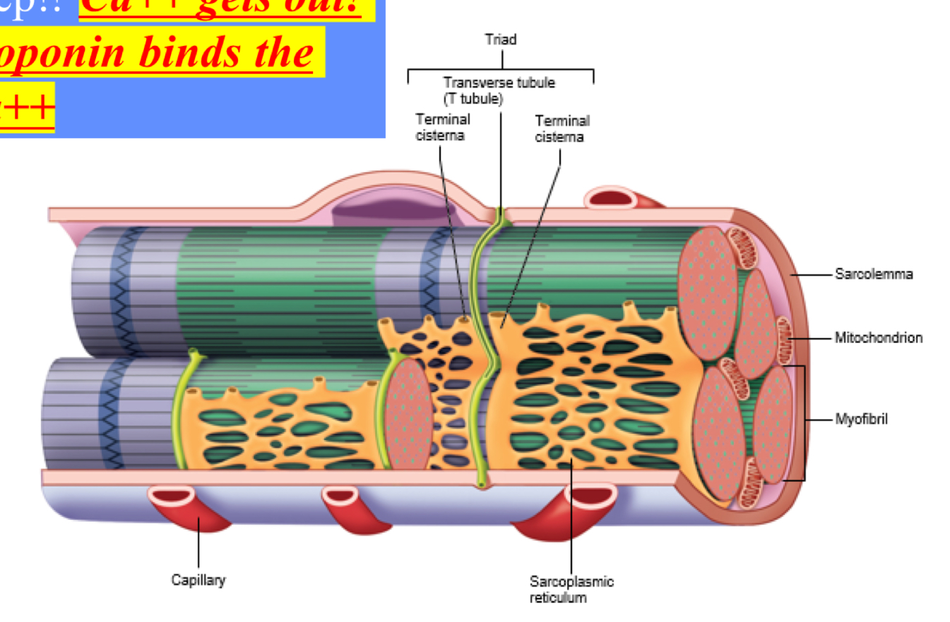 <p>Significance of T-tubule? **AP to go deep!! <strong><em><u>Ca++ gets out! Troponin binds the Ca++</u></em></strong></p><p></p>