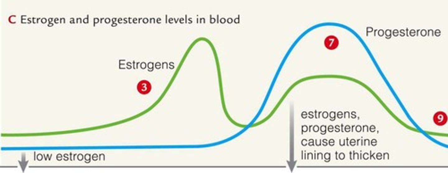 <p>Hormones promoting endometrial thickening.</p>