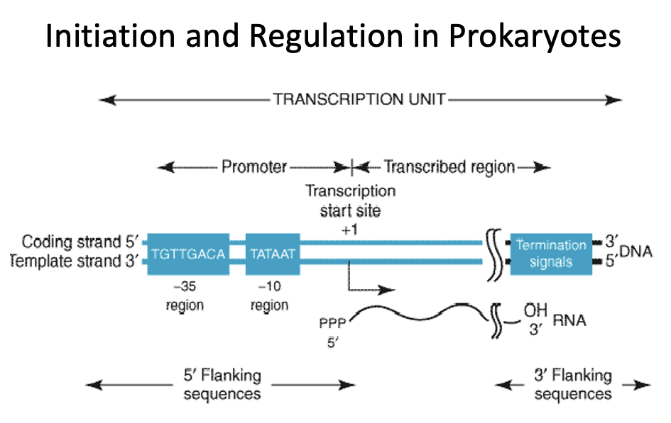 <ul><li><p>the<strong> sigma region</strong></p><ul><li><p>At approximately 10 and 35 base pairs from the start site there are similar DNA sequences termed the -10 and -35 sequence </p></li></ul></li></ul><p></p><p>In other words, …</p><ul><li><p>Bacterial RNA polymerase recognizes specific DNA sequences known as promoters, particularly the -10 (Pribnow box) and -35 consensus sequences, which are upstream of the transcription start site. </p></li><li><p>The recognition is primarily mediated by the sigma (σ) subunit of the RNA polymerase, which binds to these sequences and facilitates the opening of the DNA double helix to begin transcription</p></li></ul><p></p>