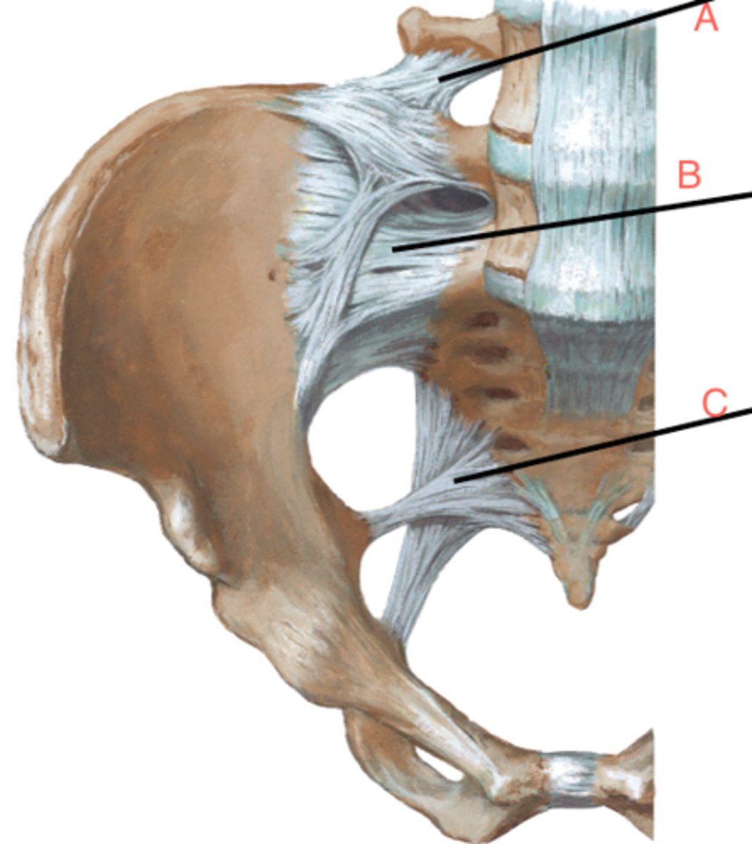 <p>Prevents anterior shear of L5 at S1; limits contralateral side-bending (A in image).</p>