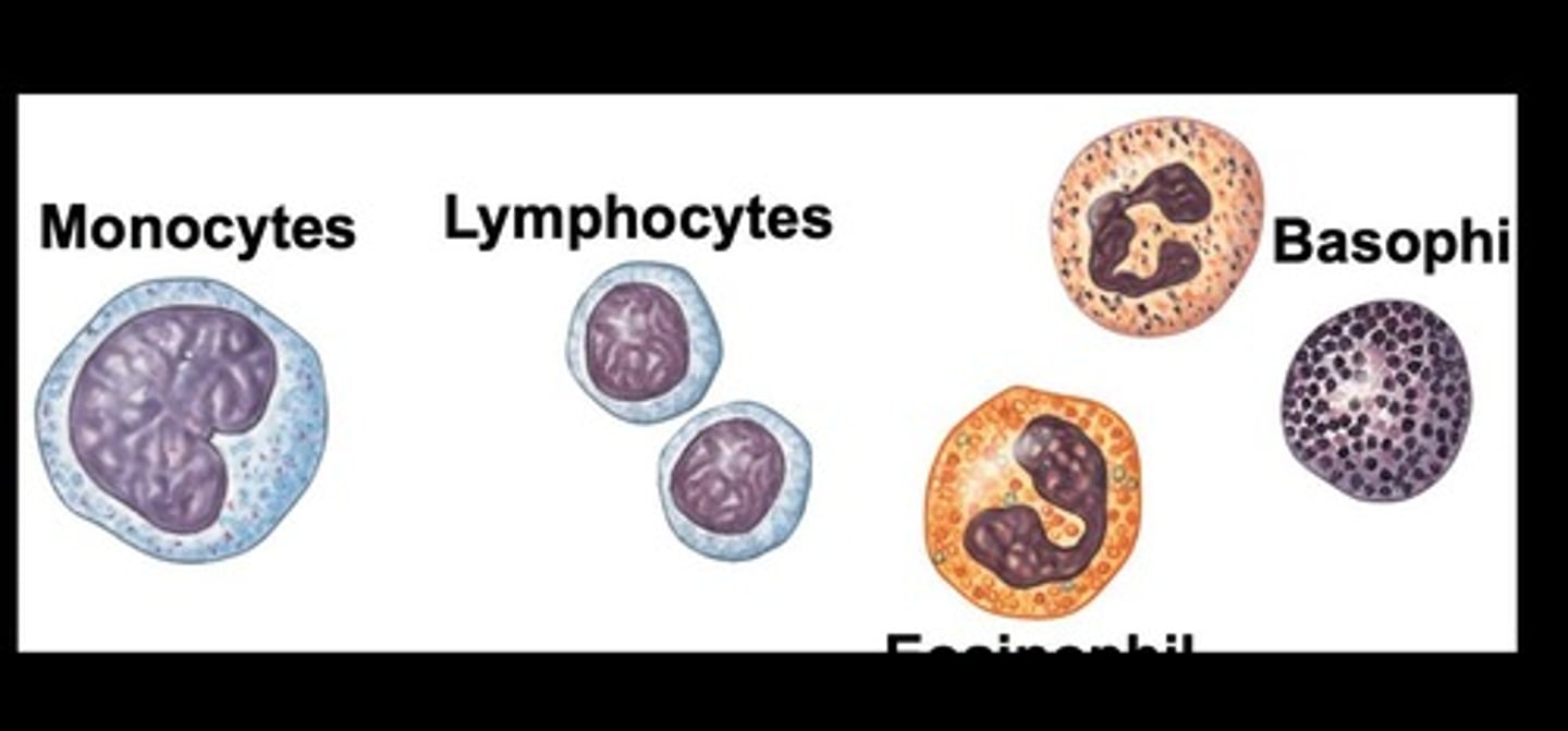 <p>Leukocytes involved in immune response.</p>