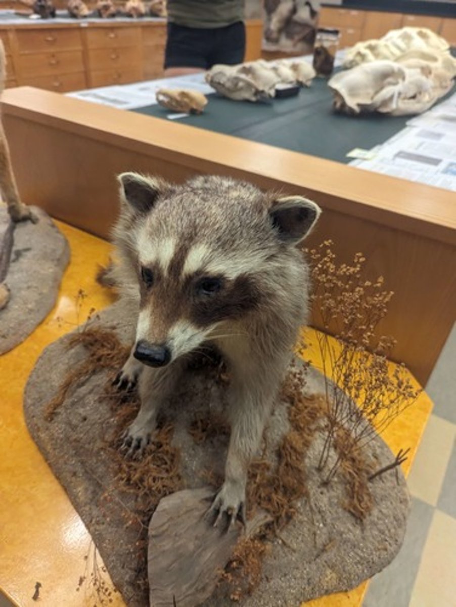 <p>What animal is this?</p>