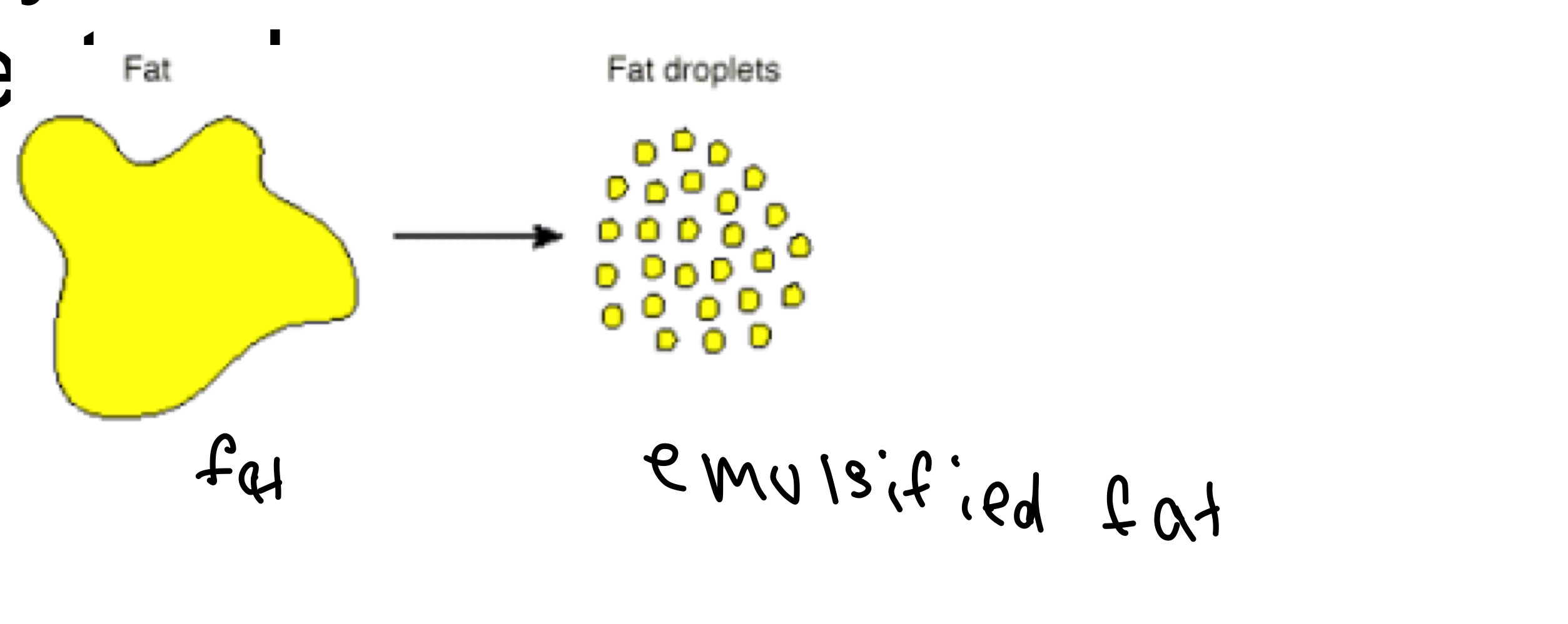 <p>Liver secondary function</p>