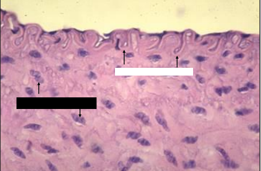 ano e2 + magnification