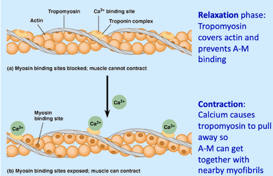 <p>If enough Ca is present, the troponin-Ca complex causes tropomyosin to shift, allowing actin +myosin= muscle contraction</p>