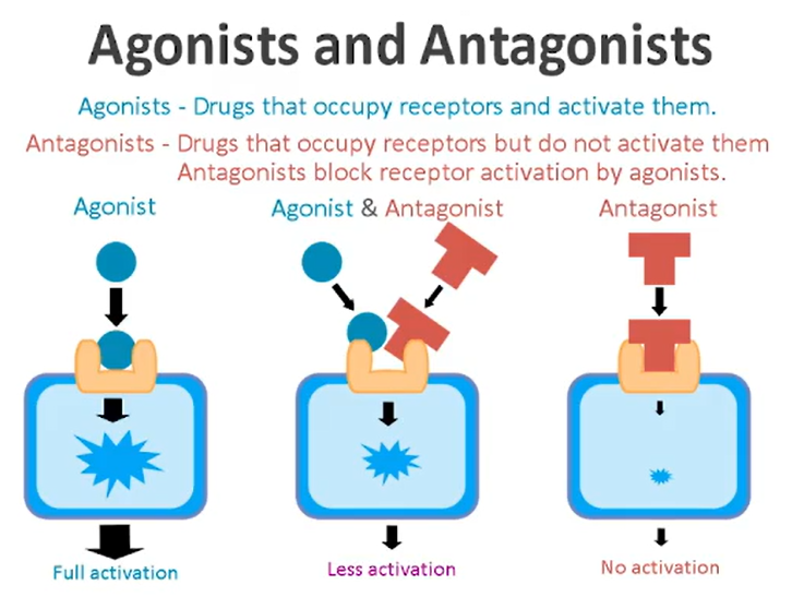 Agonists VS Antagonists In Drugs