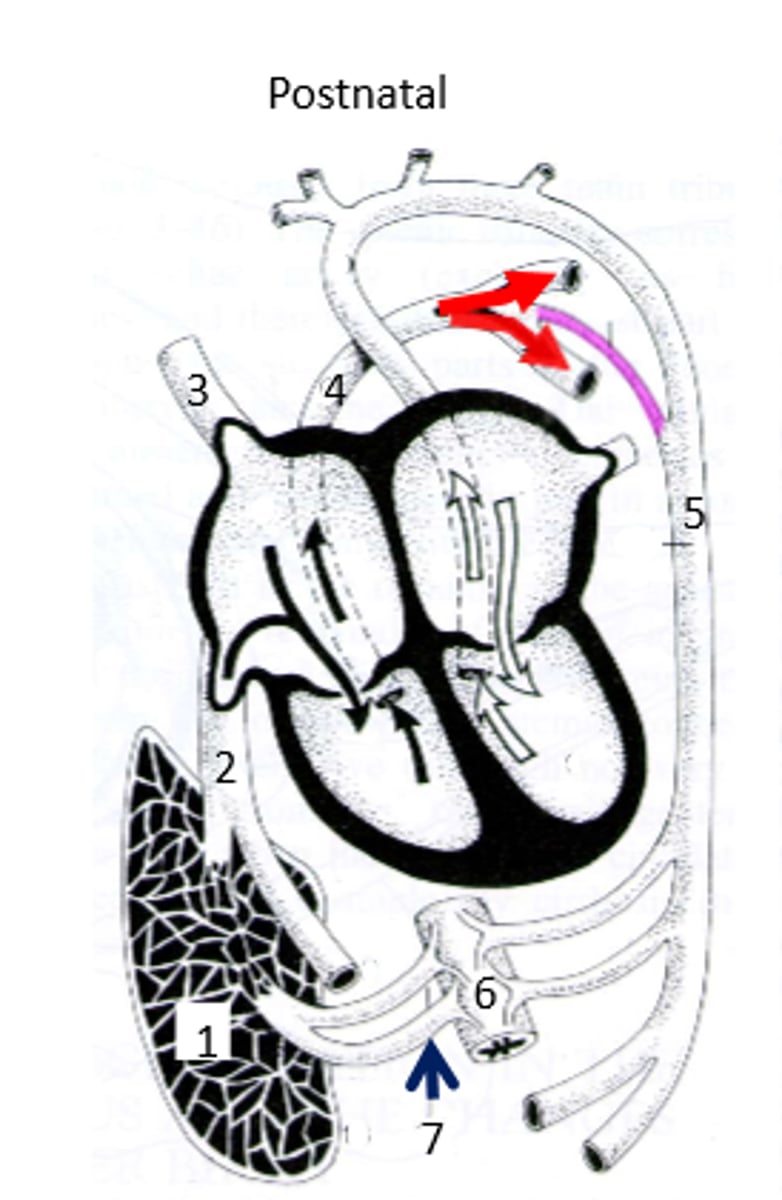 <p>It is closed soon after birth due to the increased O2 content of the blood flowing through it.</p>