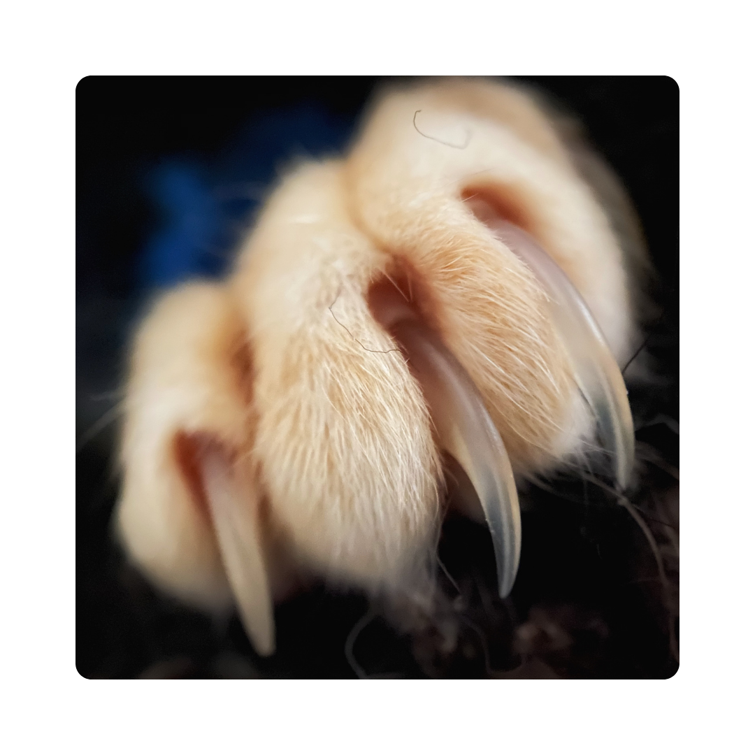 <p><span>Bears have sharp </span><strong>claws</strong><span> for climbing trees and catching food.</span></p>